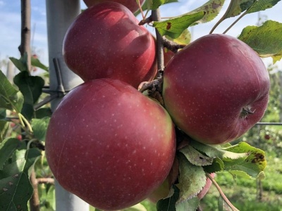 Nie daj się nabrać na ‘Czerwonego Ligola’ bez papierów