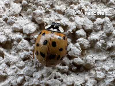Tysiące biedronek azjatyckich na warszawskich elewacjach. Słońce i ciepło przyciągnęły „arlekiny”