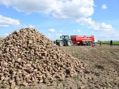 Trudne negocjacje zakończone. Znamy ceny buraków cukrowych na kampanię 2026/2027