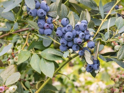 To ostatni moment na sadzenie tego owocu. W listopadzie będzie już za późno