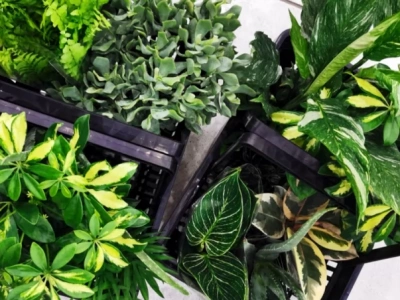 Setki roślin w MCK. W weekend odbędzie się Festiwal Roślin