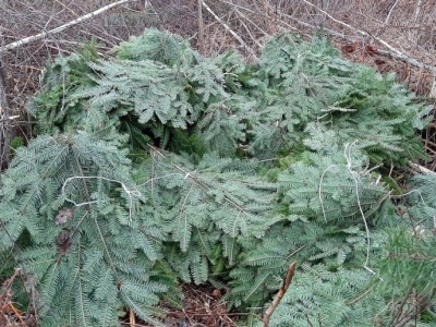 5 tys. zł kary za nielegalne gałęzie. Zaczynają się kontrole