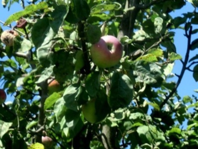 Niedobór cynku na jabłoni – objawy i zapobieganie