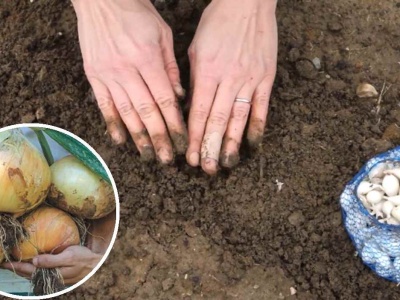Trik na dorodną cebulę. Wystarczy, że posadzisz ją na taką głębokość