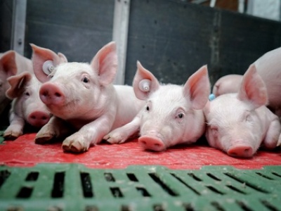 SPF: Stabilizacja na rynku warchlaków – ceny wciąż niskie