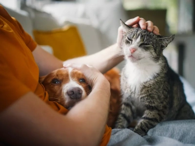 Nowy obowiązek dla właścicieli psów i kotów. Nieuważnych czekają kary