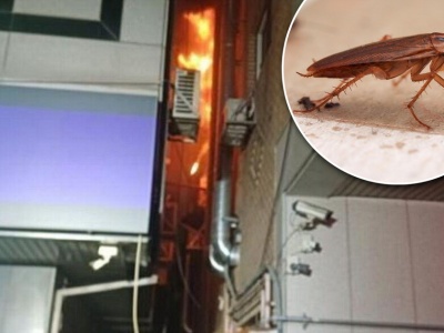 Jej sąsiadka próbowała zabić karalucha. Młoda mama nie żyje