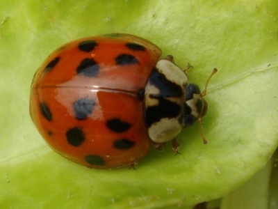 Biedronka azjatycka robi inwazję na Polskę. Oto, czym można ją odstraszyć