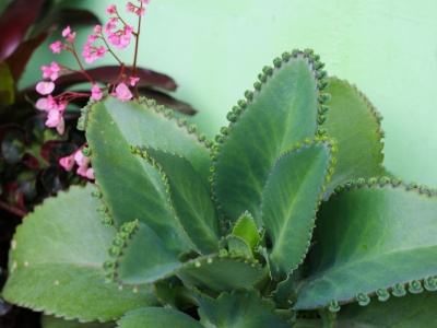 Ta roślina podbija polskie parapety. Jest elegancka, łatwa w uprawie i niezwykle odporna