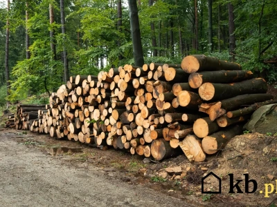 Prosty przelicznik ujawnia prawdę: tyle opału naprawdę potrzebujesz na zimę