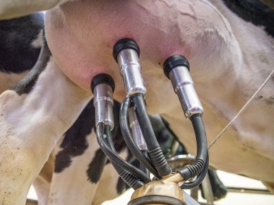 Ceny mleka we wrześniu 2025. GUS podał najnowsze dane