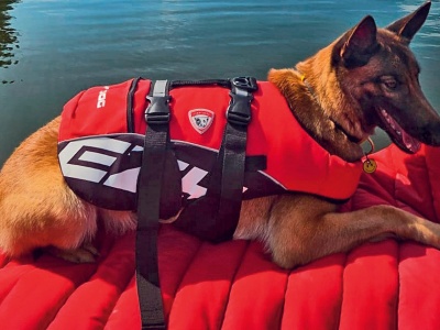 O psie, który wyczuwa śmierć. Męczy go to psychicznie