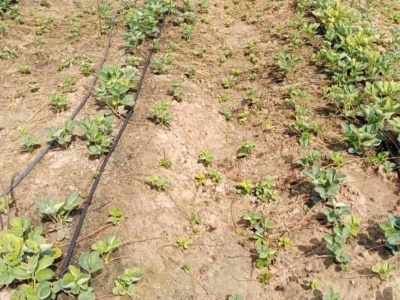 Ceny truskawek do mrożenia znów będą wysokie? Problemy Egiptu szansą dla polskich producentów