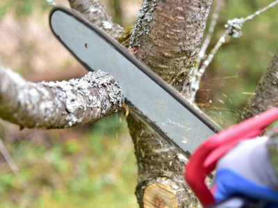 80 tys. zł kary za przycięcie drzew. Surowa grzywna za przekroczenie limitu korony