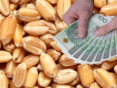 Ile dziś płacą za pszenicę w skupie? Szok na rynku zbóż!