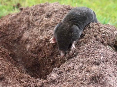 Kret uparcie niszczy twój ogród? Ten 1 zabieg zmusi go do ewakuacji