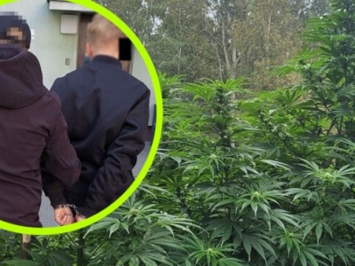 Narcos z Białej Podlaskiej. Plantacja była w lesie