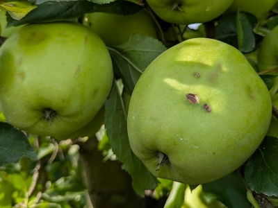 Maksymalne sumy ubezpieczenia 2026. Jakie stawki dla sadów i jagodowych?