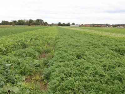 Za późno na międzyplony? Rolnicy chcą zmian w dopłatach