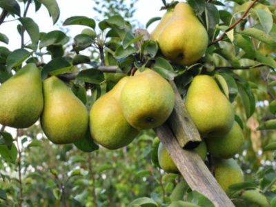 Gruszki jako pożywienie i lekarstwo. Tradycyjne przepisy zielarskie