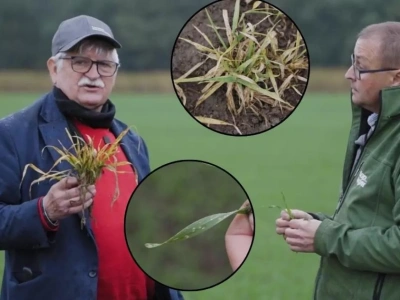 Mszyce rzucają się na zboża – jak zapobiegać chorobom wirusowym? Pogotowie polowe TAP