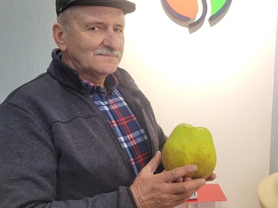 Ogromne jabłko z sandomierskiego. Mamy rekord Polski?