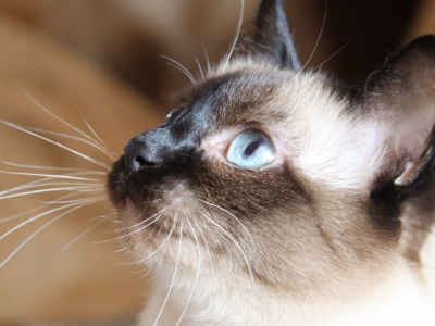 Nie ignoruj syku kota. Ten dźwięk mówi więcej, niż myślisz