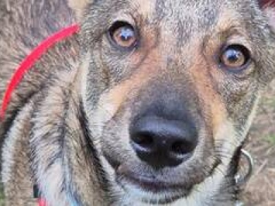 Poznaj Renia – małego wilczka z ogromnym sercem, który czeka na swój dom!