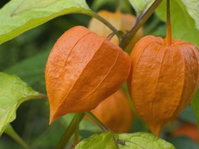 Ta roślina nazywana jest 