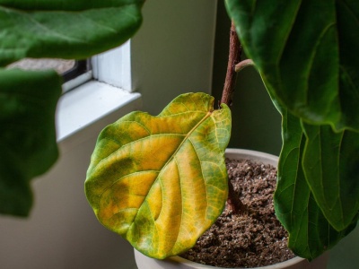 Fikus ma brązowe liście? Tak go uratujesz. Działaj natychmiast