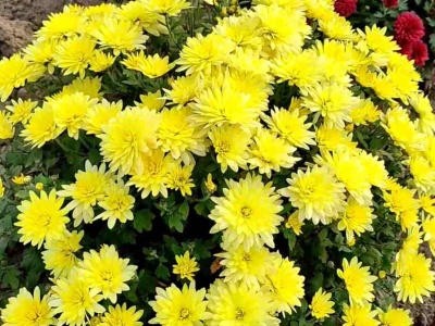 Wlej pod chryzantemy, a na 100% będą kwitły do mrozów