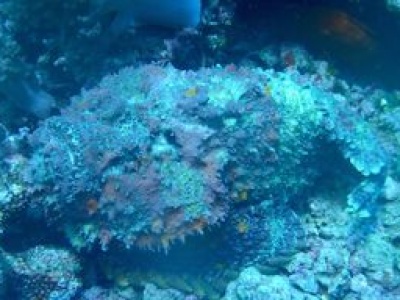 Najbardziej jadowita ryba świata. Tak działa jej jad