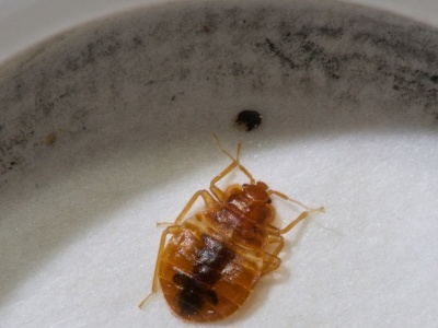 Pluskwy w podstawówce. Konieczne będzie zamknięcie szkoły