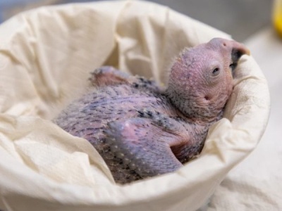 To pisklę może uratować swój gatunek. Niezwykłe narodziny w Belgii