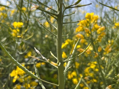 Soja liderem wzrostów cen wśród oleistych