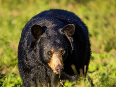 Niedźwiedź włamał się do zoo. Pracownik mówi, że sceny były zdumiewające