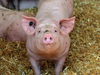 Aktualna cena żywej wagi tucznika szokuje hodowców