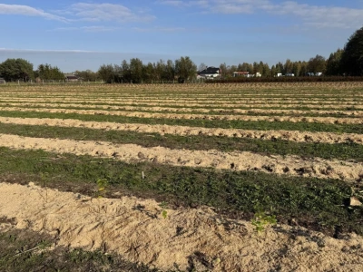 Gdzie borówka wymarzła, rośnie jagoda kamczacka – wyjątkowa plantacja łączy edukację i uprawę