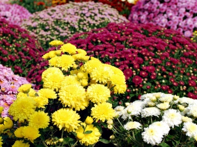 Wszystkich Świętych 2025. Tyle kosztują chryzantemy, Polacy sięgną głębiej do portfeli