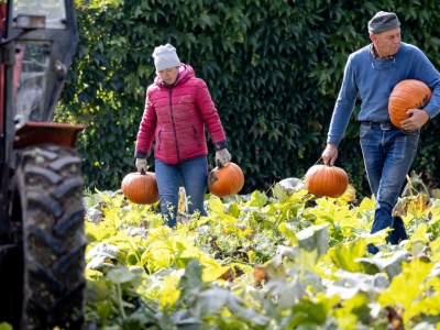 Nikt nie może się z nami równać. Jesteśmy dyniową potęgą UE