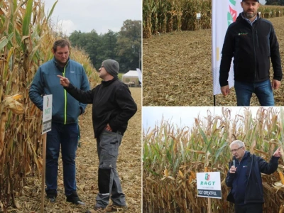 38 odmian kukurydzy w jednym miejscu. Które zrobiły największe wrażenie?