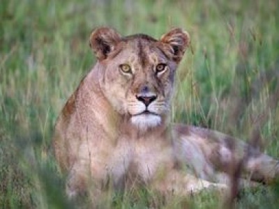 Straszniejsi niż lwy. Ich boją się bardziej na sawannie