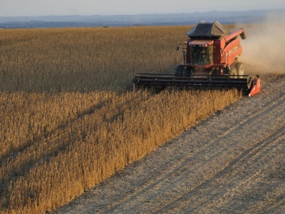 IGC: niewielkie zmiany w październikowej prognozie światowej produkcji soi