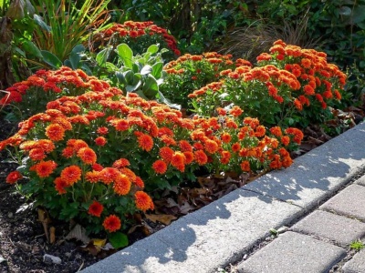 Twoje chryzantemy zakwitną jak nigdy wcześniej. Wystarczy podlać jej 