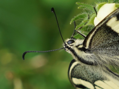 Jaki tam paź? Król prawdziwy