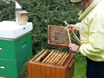 Już ruszył nabór wniosków o wsparcie dla pszczelarzy
