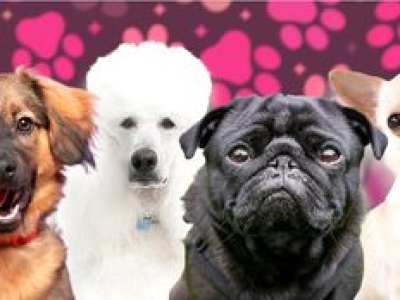 Świętuj Dzień Kundelka razem z Pudelkiem i sprawdź, którym psiakiem jesteś (PSYCHOTEST)