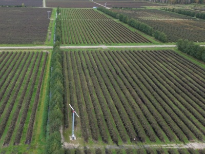 Peruwiańskie „niebieskie złoto” zalewa światowe rynki