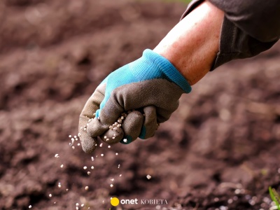 Te rośliny warto posadzić w październiku. Ogród zakwitnie już wiosną