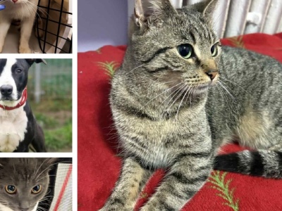 Zagubione kociaki poszukują swoich domów. Rozpoznajesz je?